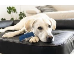 FURMINATOR Honden Vachtkam Kort Haar L -Hond Winkel DV 8 10044369 06 4c RO 20200729051659