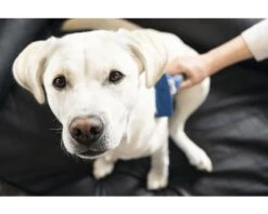 FURMINATOR Honden Vachtkam Kort Haar L -Hond Winkel DV 8 10044369 09 4c RO 20200729051700