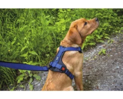 KARLIE Hondenriem Art Sportiv Premium Nylon Blauw 25 Mm, 1,8 M -Hond Winkel DV 8 10451293 02 4c CZ 20220214144759