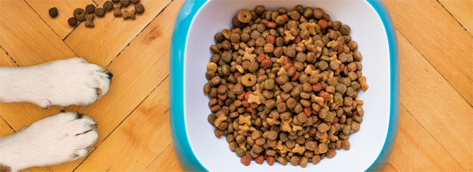 Hond Winkel -Hond Winkel mathew coulton zxqaAkkayP8 unsplash