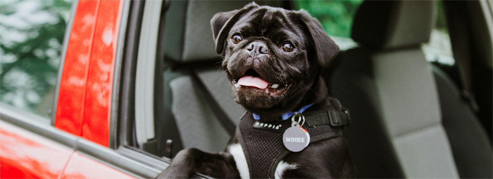 Hond Winkel -Hond Winkel priscilla du preez YvdB5kLQPl0 unsplash